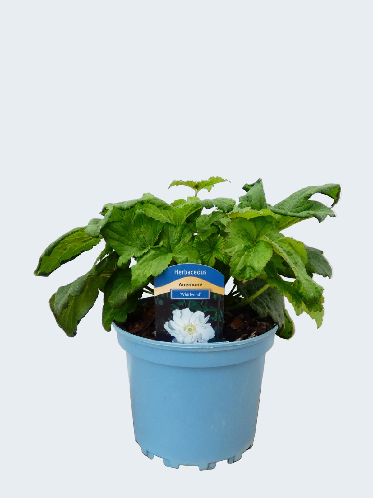Anemone 'Whirlwind' (2ltr)