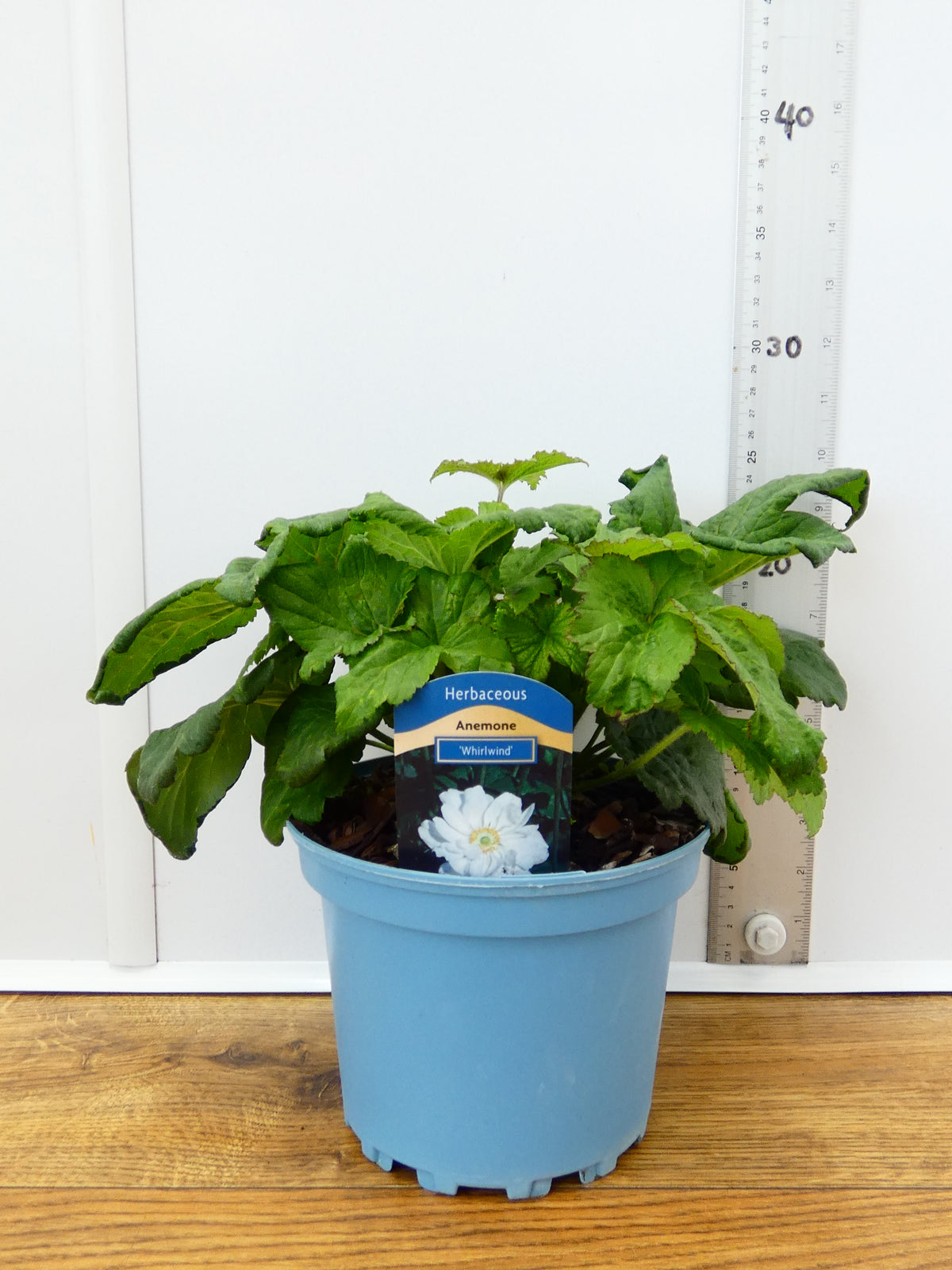 Anemone 'Whirlwind' (2ltr)