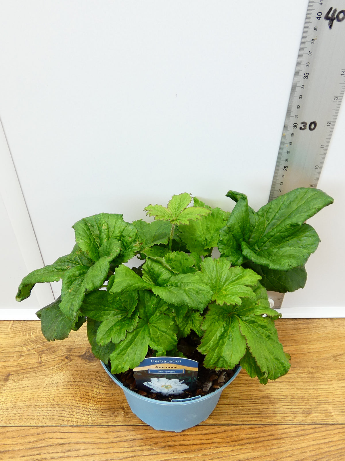 Anemone 'Whirlwind' (2ltr)
