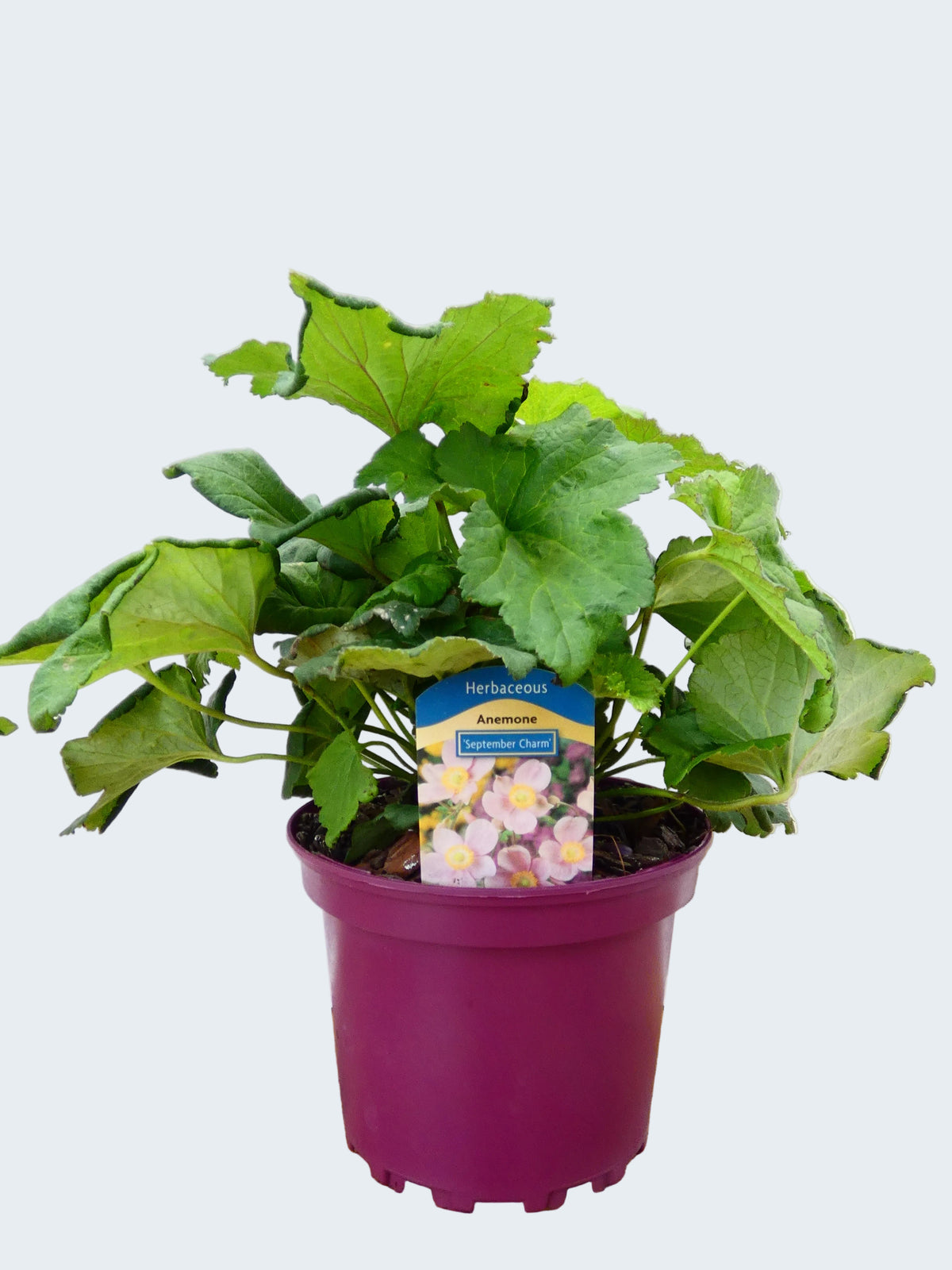 Anemone 'September Charm' (2ltr)
