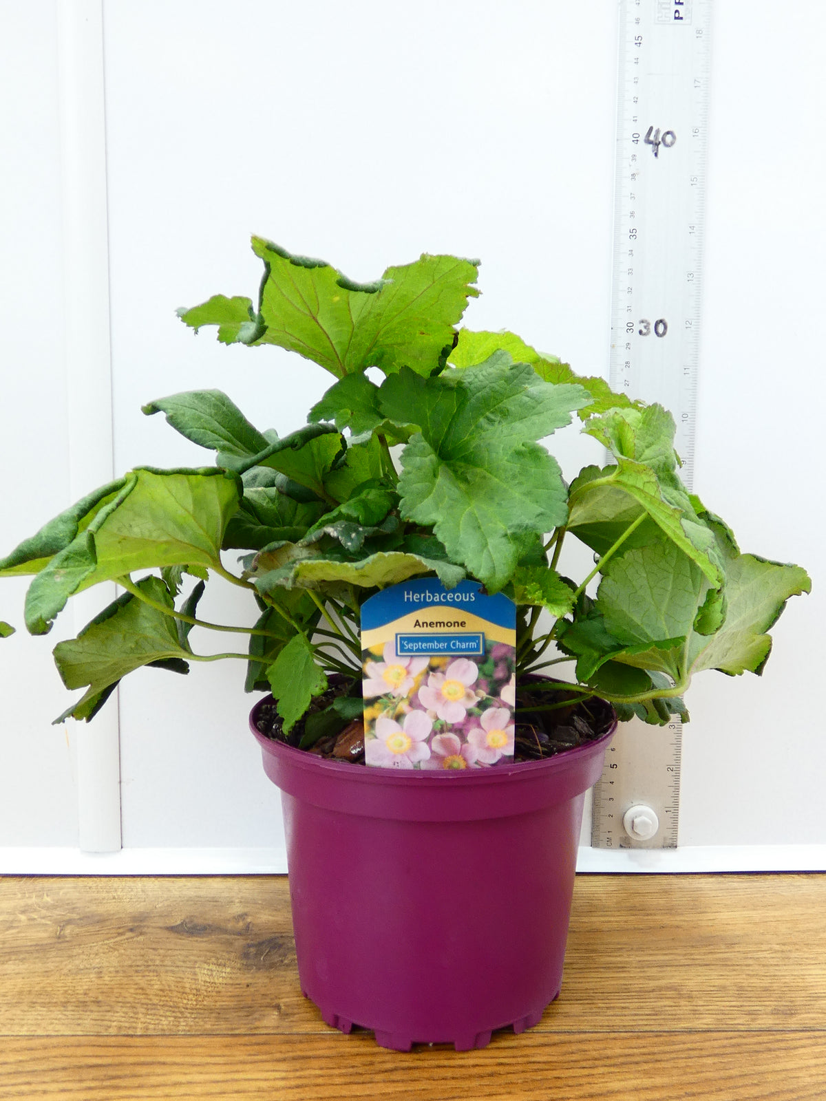 Anemone 'September Charm' (2ltr)