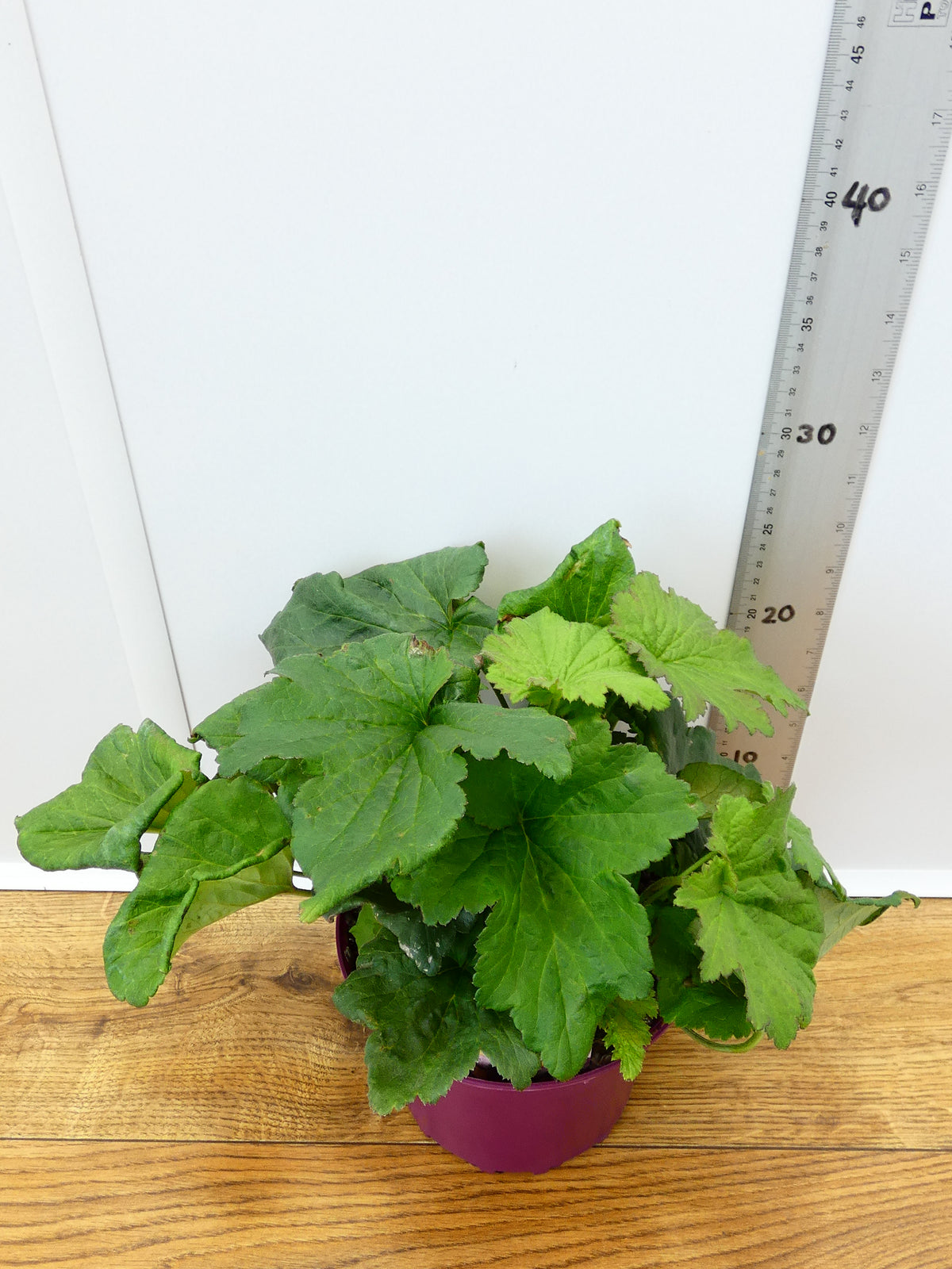 Anemone 'September Charm' (2ltr)