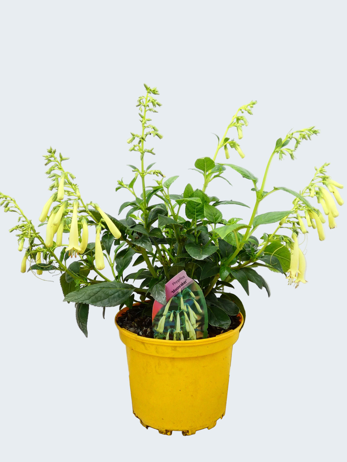 Phygelius 'Moonraker' (2ltr)