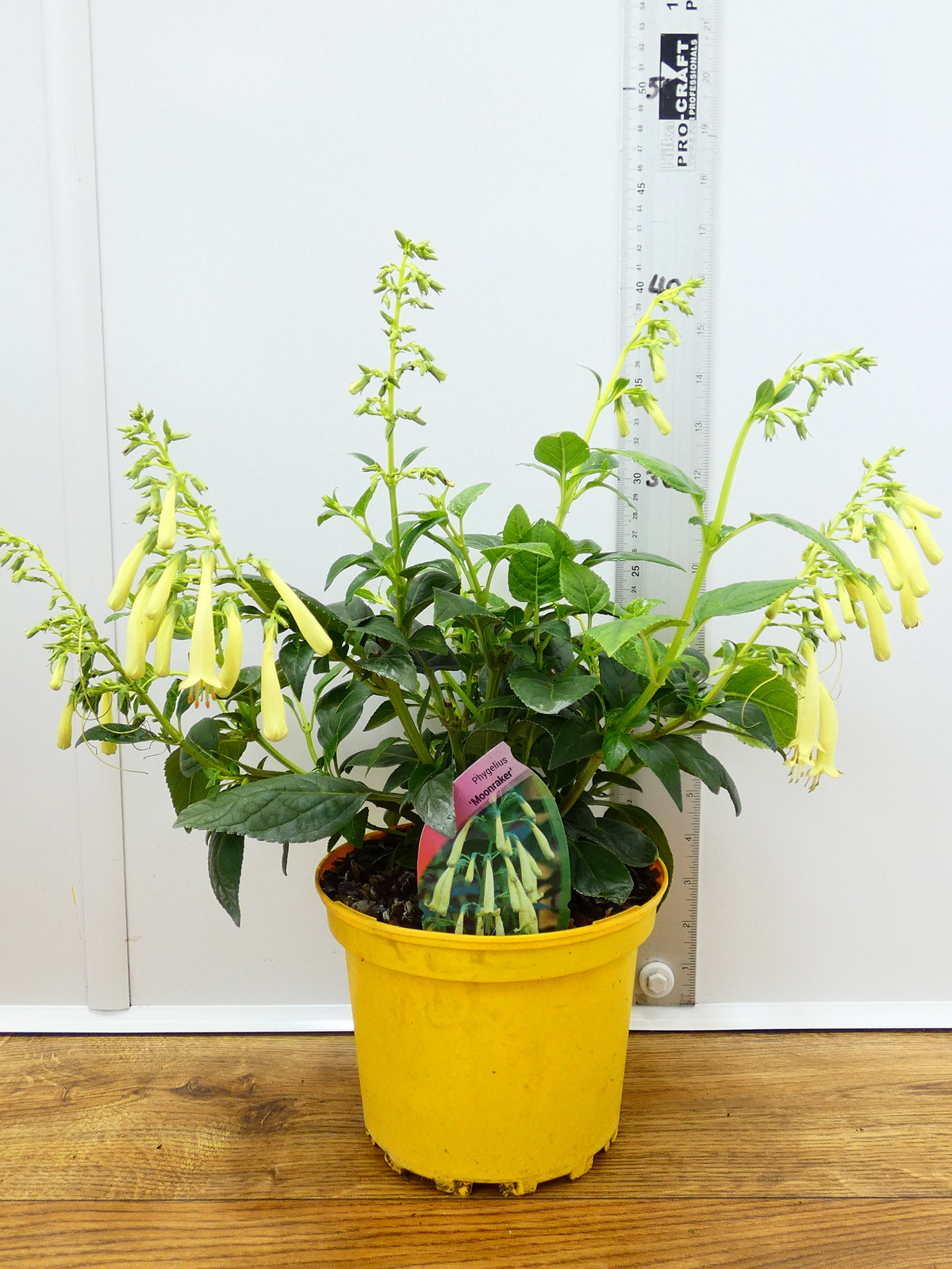 Phygelius 'Moonraker' (2ltr)