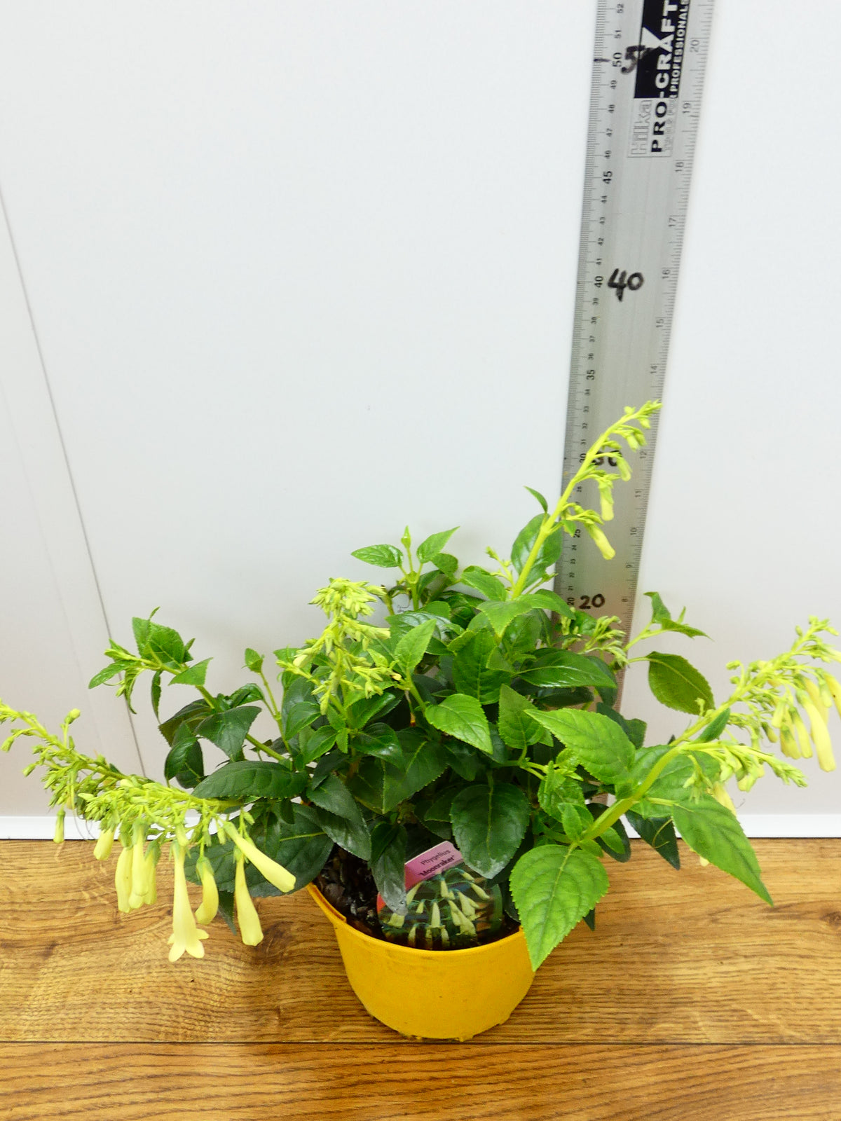 Phygelius 'Moonraker' (2ltr)