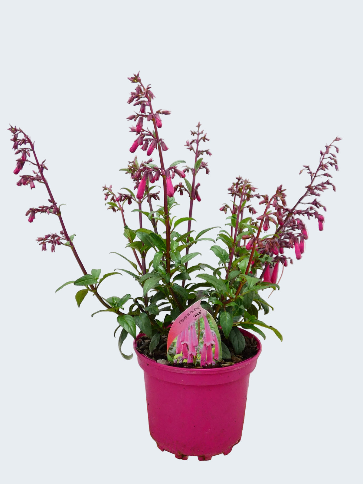 Phygelius Funfare 'Wine' (2ltr)