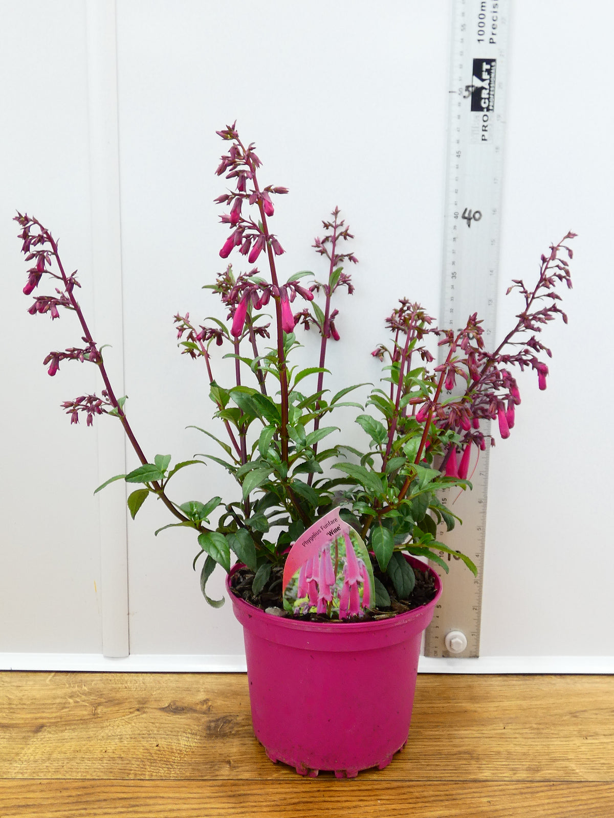 Phygelius Funfare 'Wine' (2ltr)