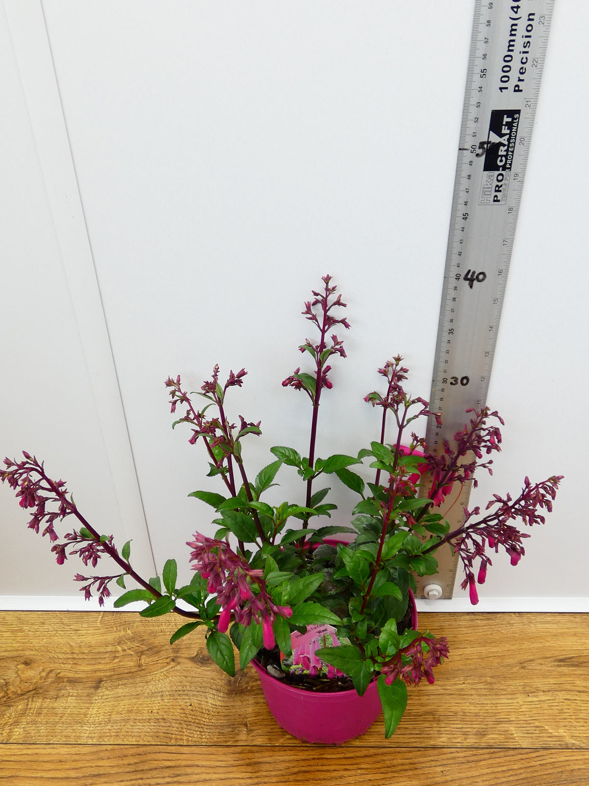 Phygelius Funfare 'Wine' (2ltr)