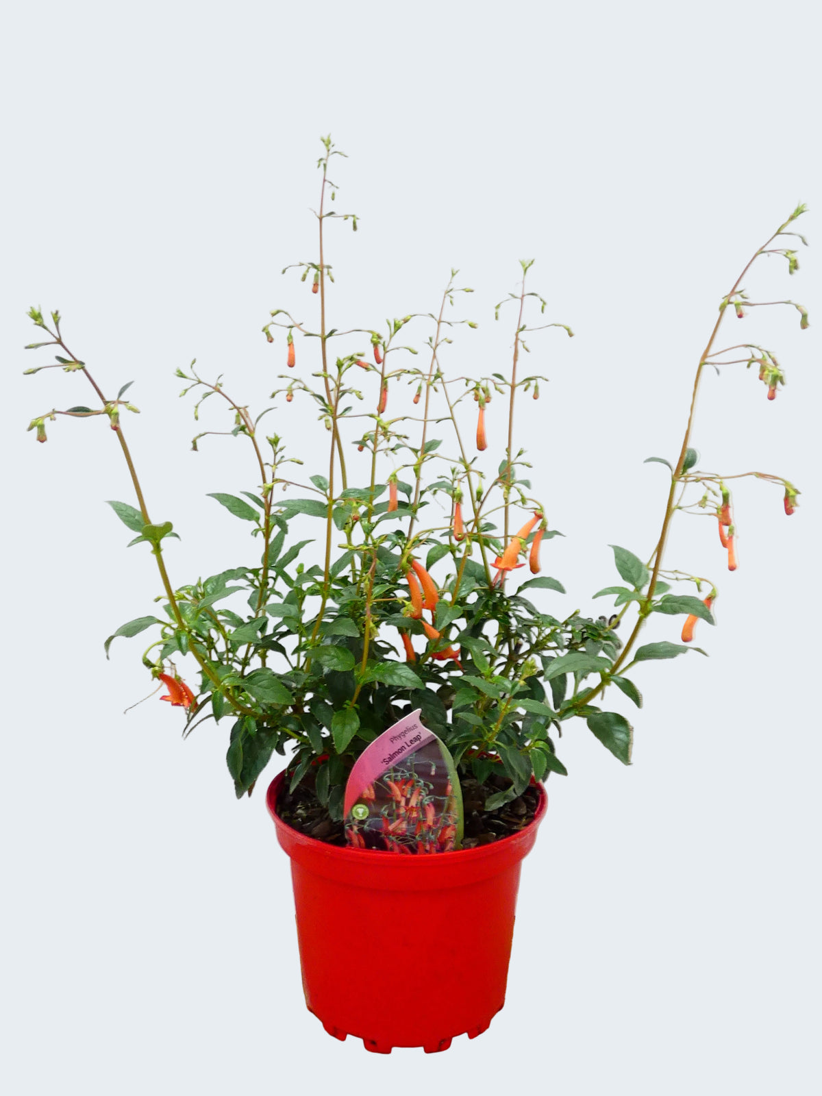 Phygelius 'Salmon Leap' (2ltr)