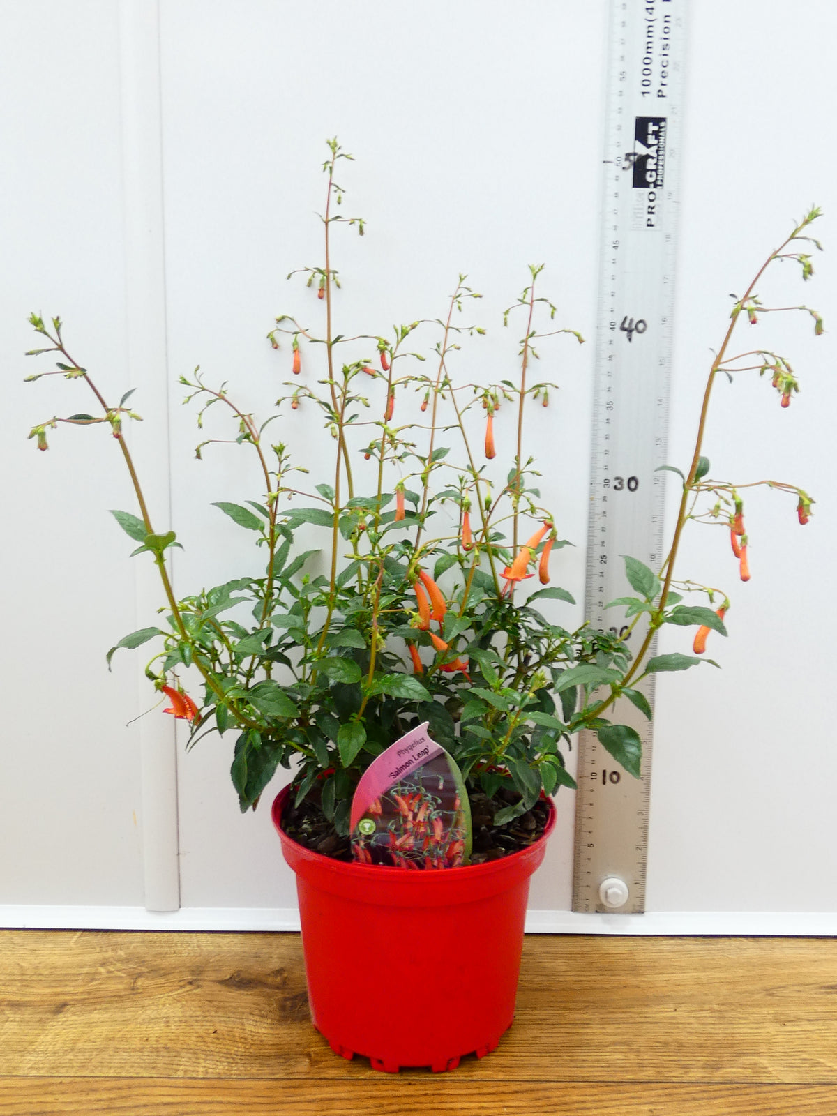Phygelius 'Salmon Leap' (2ltr)