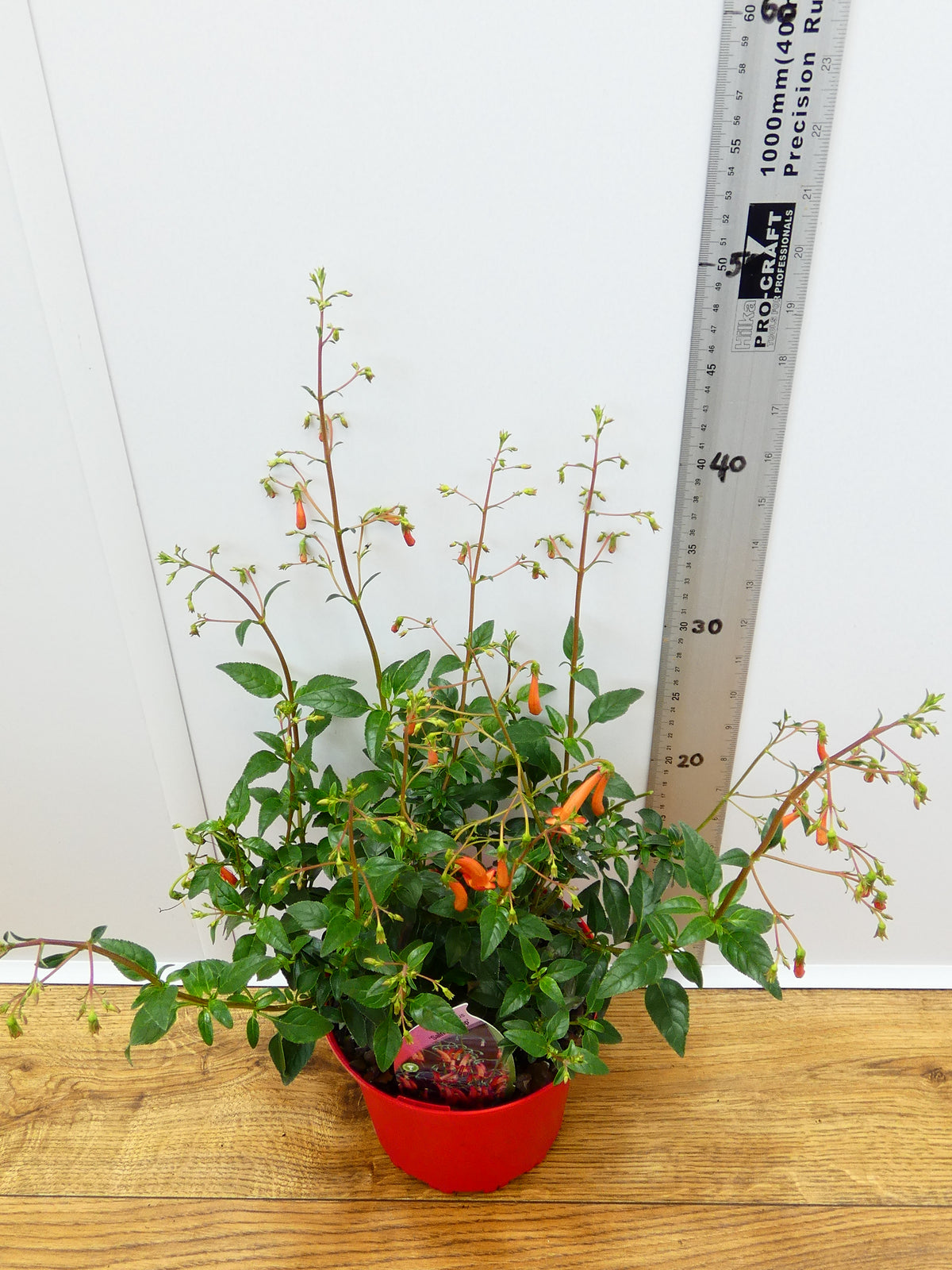 Phygelius 'Salmon Leap' (2ltr)