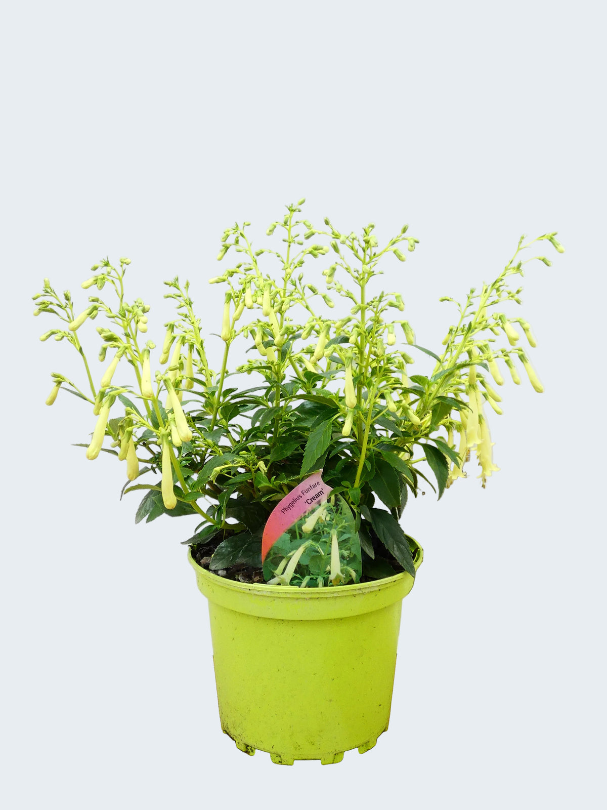 Phygelius Funfare 'Cream' (2ltr)