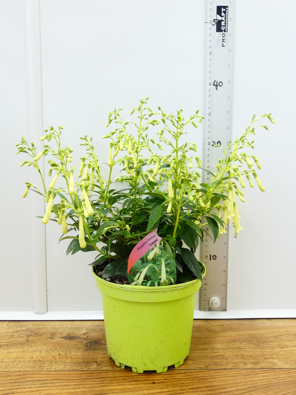 Phygelius Funfare 'Cream' (2ltr)