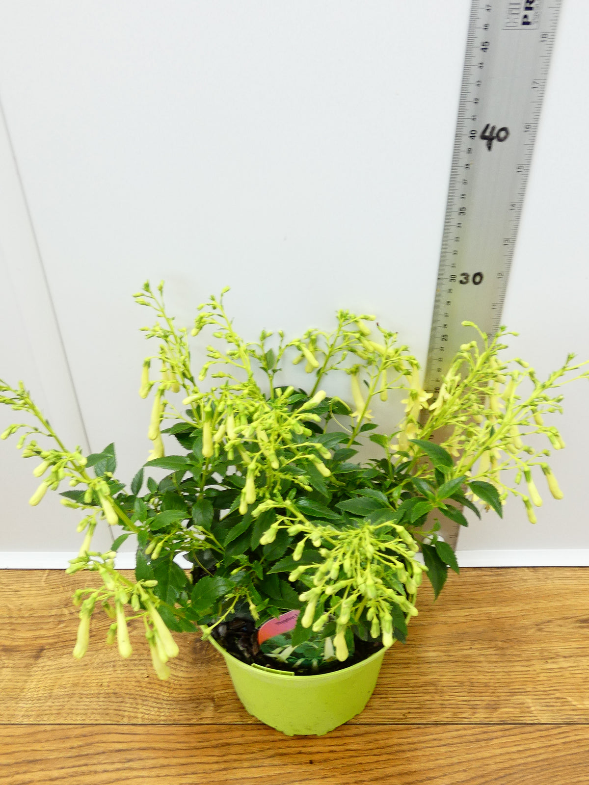 Phygelius Funfare 'Cream' (2ltr)