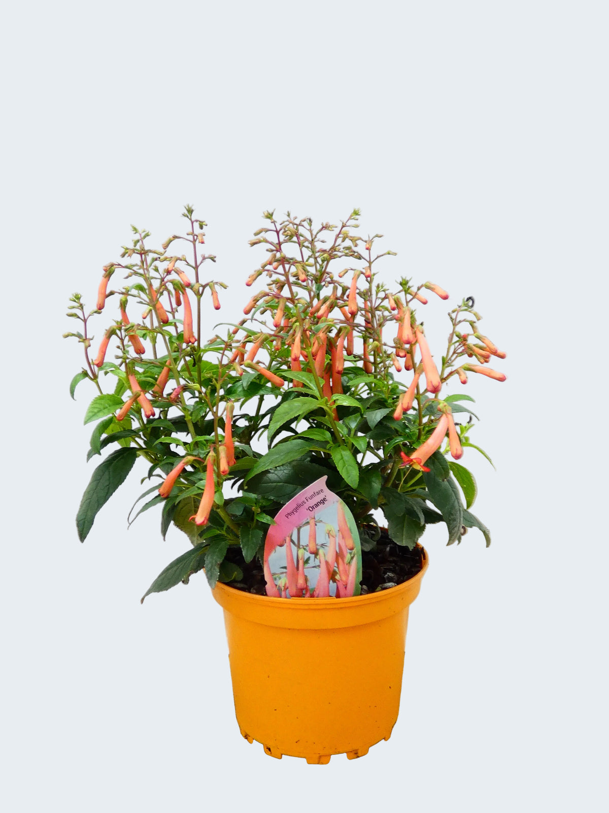 Phygelius Funfare 'Orange' (2ltr)