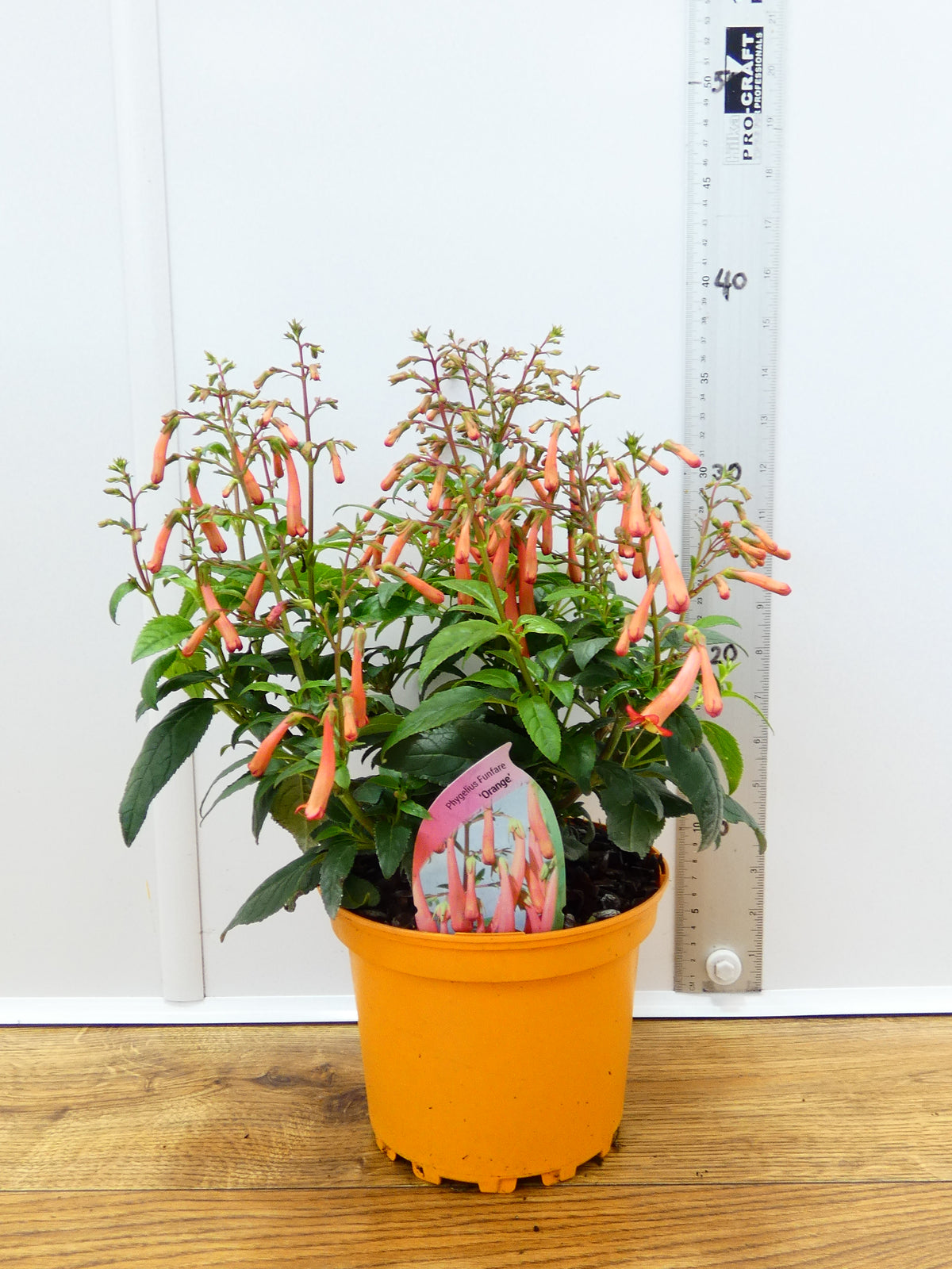 Phygelius Funfare 'Orange' (2ltr)