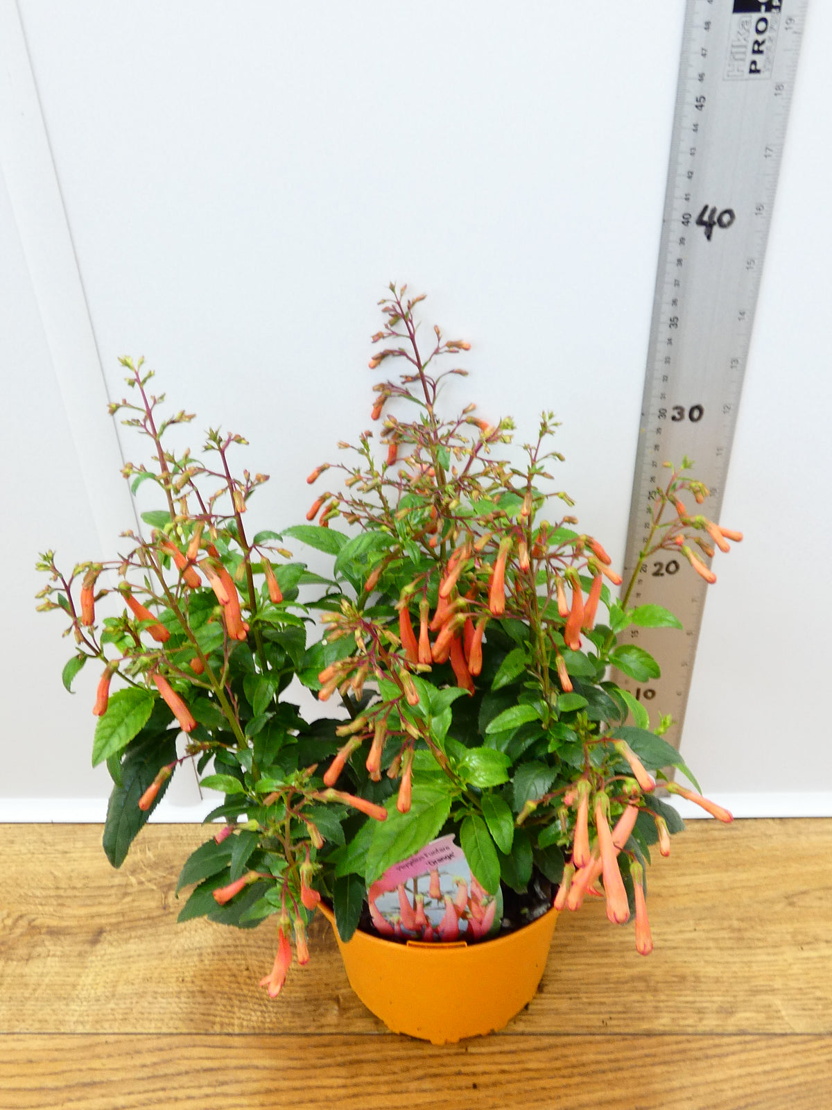 Phygelius Funfare 'Orange' (2ltr)
