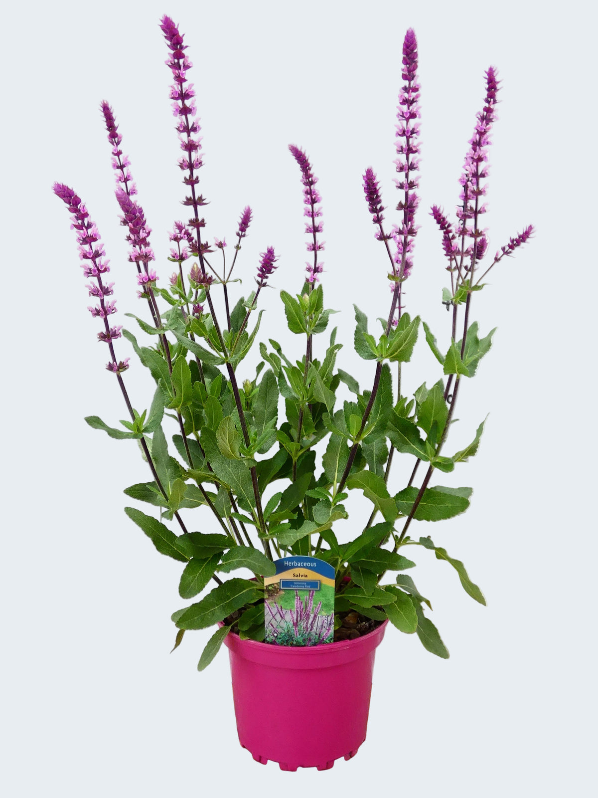Salvia Caradonna 'Pink' (2ltr)