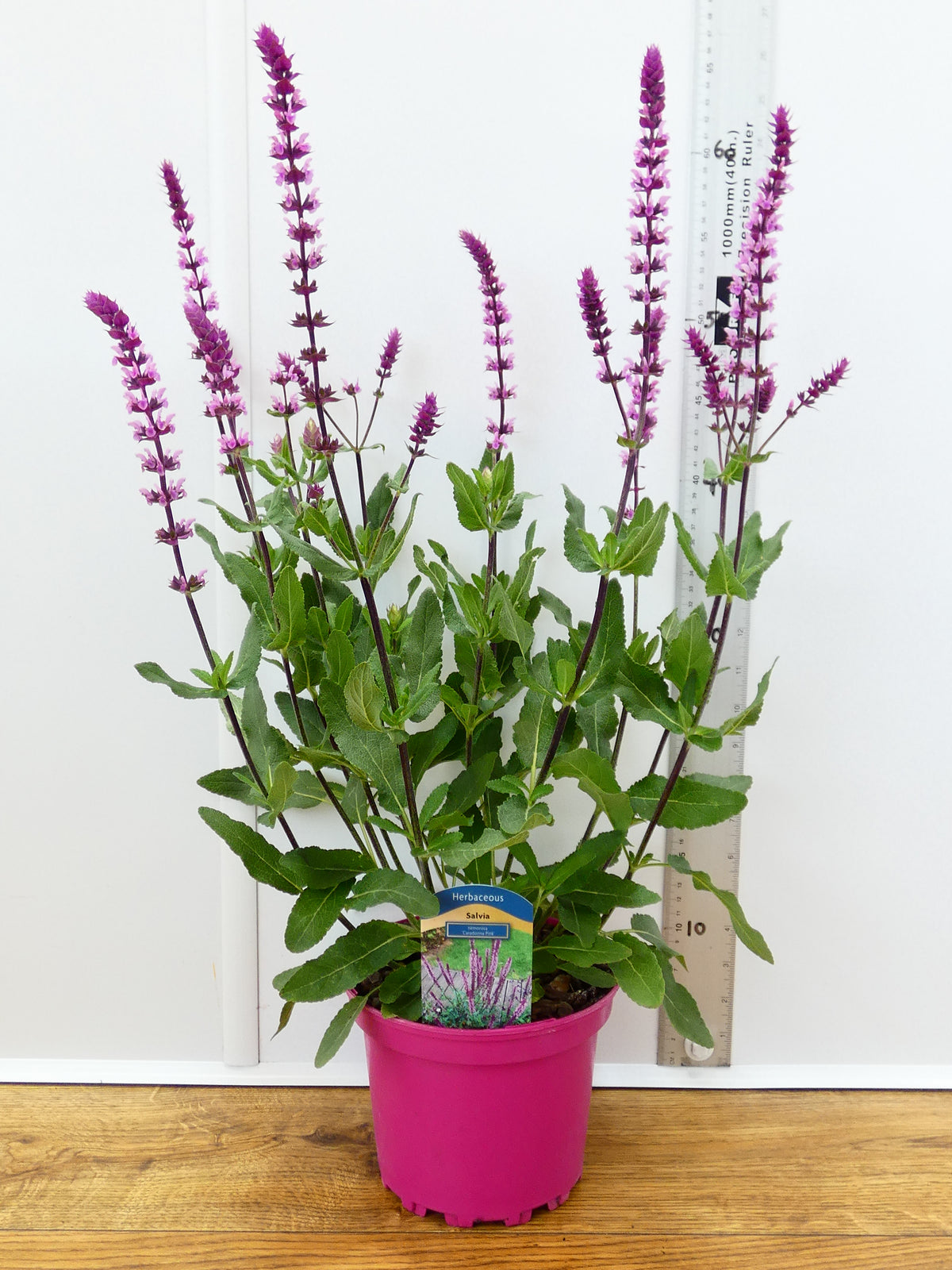 Salvia Caradonna 'Pink' (2ltr)