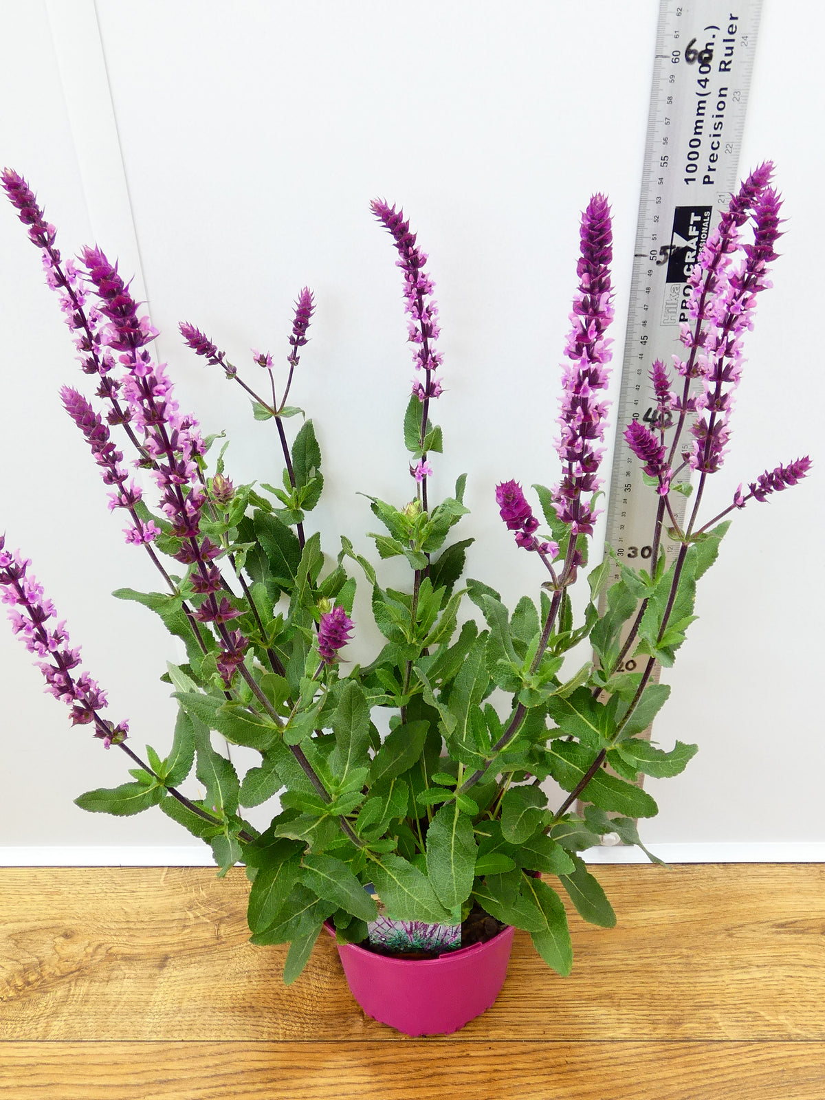 Salvia Caradonna 'Pink' (2ltr)