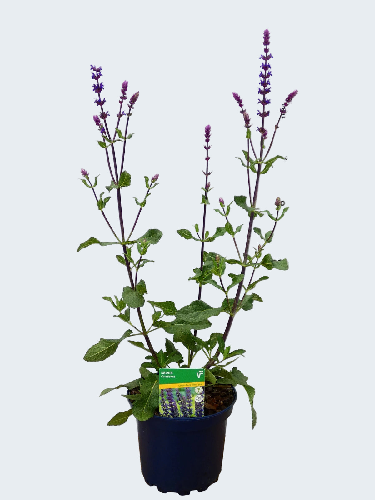 Salvia 'Caradonna' (2ltr)
