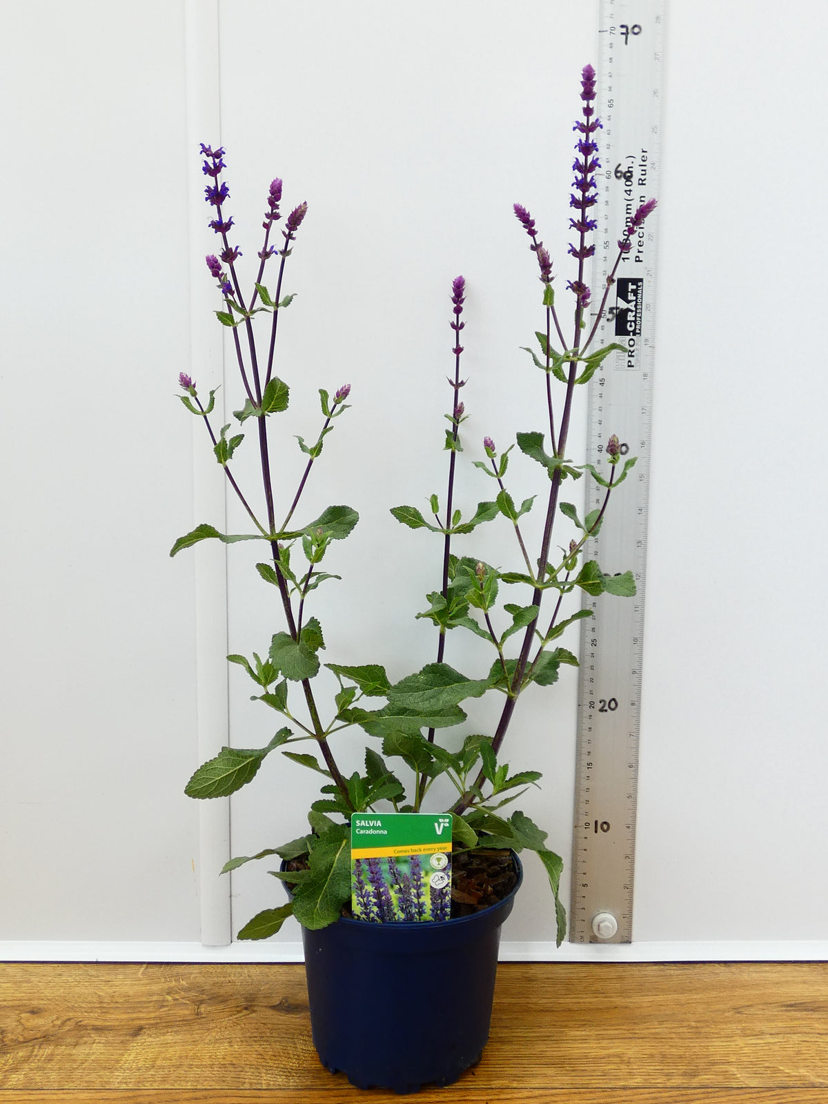Salvia 'Caradonna' (2ltr)