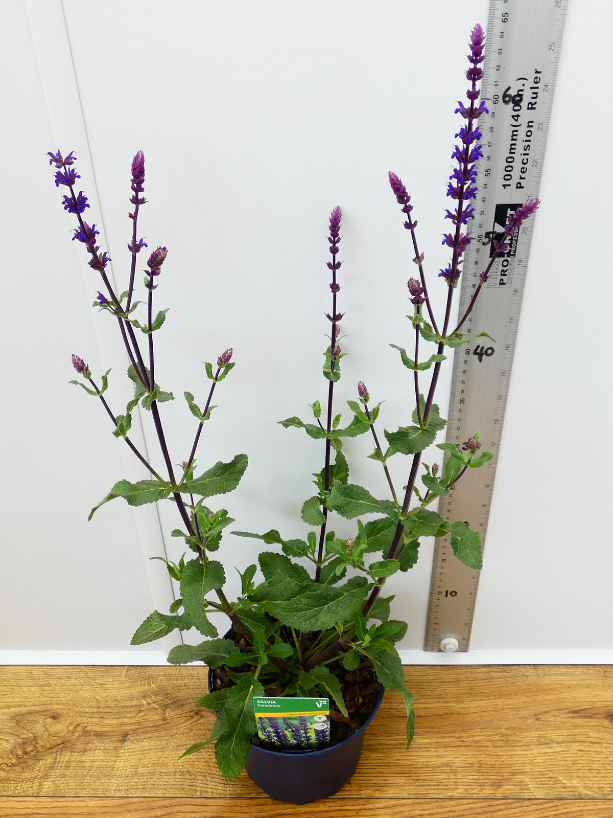 Salvia 'Caradonna' (2ltr)