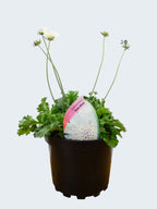 Scabiosa 'Kudo White' (2ltr)