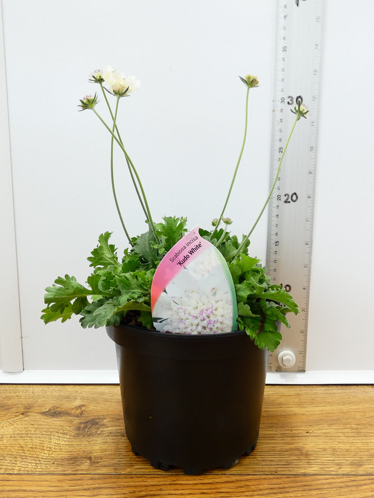 Scabiosa 'Kudo White' (2ltr)