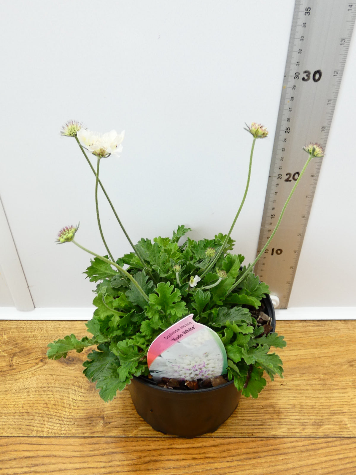 Scabiosa 'Kudo White' (2ltr)