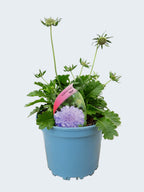 Scabiosa 'Kudo Blue' (2ltr)