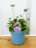 Scabiosa 'Kudo Blue' (2ltr)