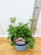 Scabiosa 'Kudo Blue' (2ltr)