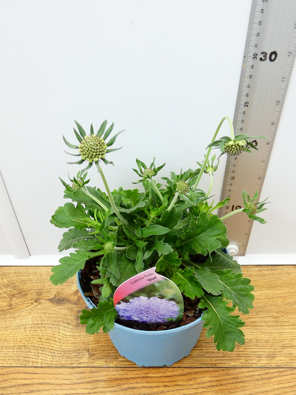 Scabiosa 'Kudo Blue' (2ltr)