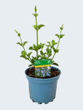 Salvia 'African Sky' (2ltr)