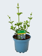 Salvia 'African Sky' (2ltr)