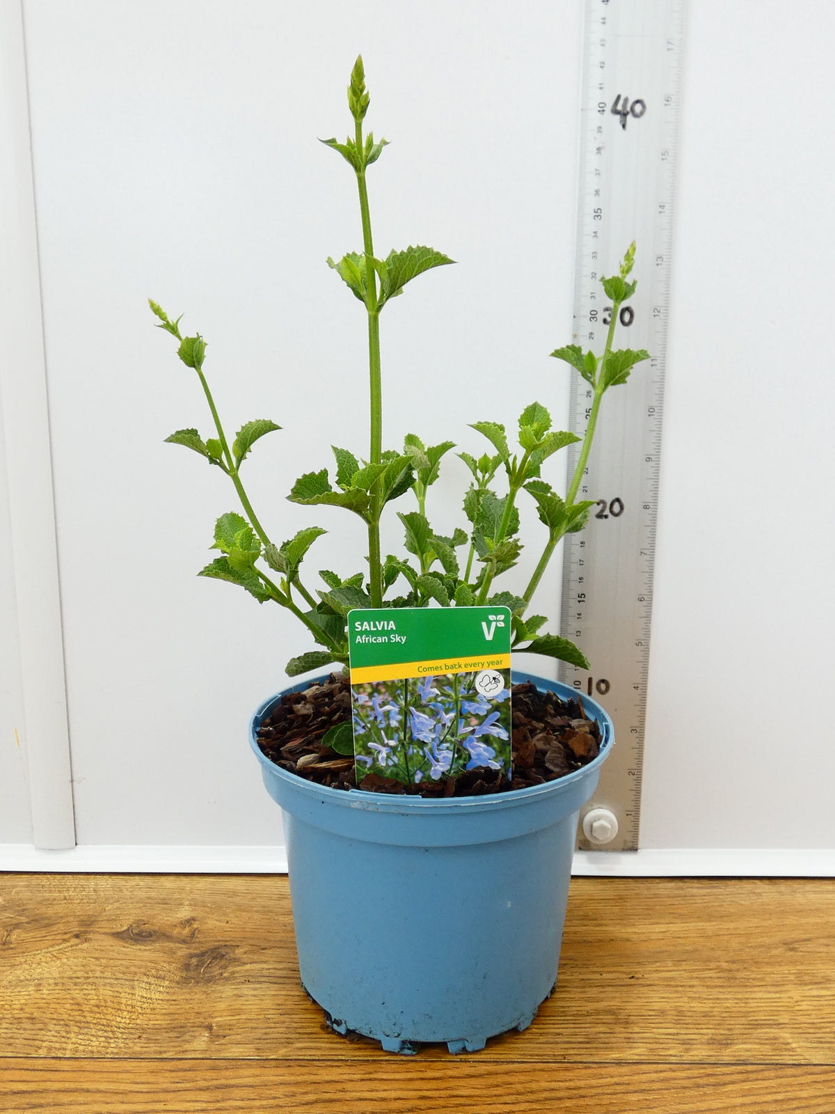 Salvia 'African Sky' (2ltr)