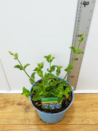 Salvia 'African Sky' (2ltr)