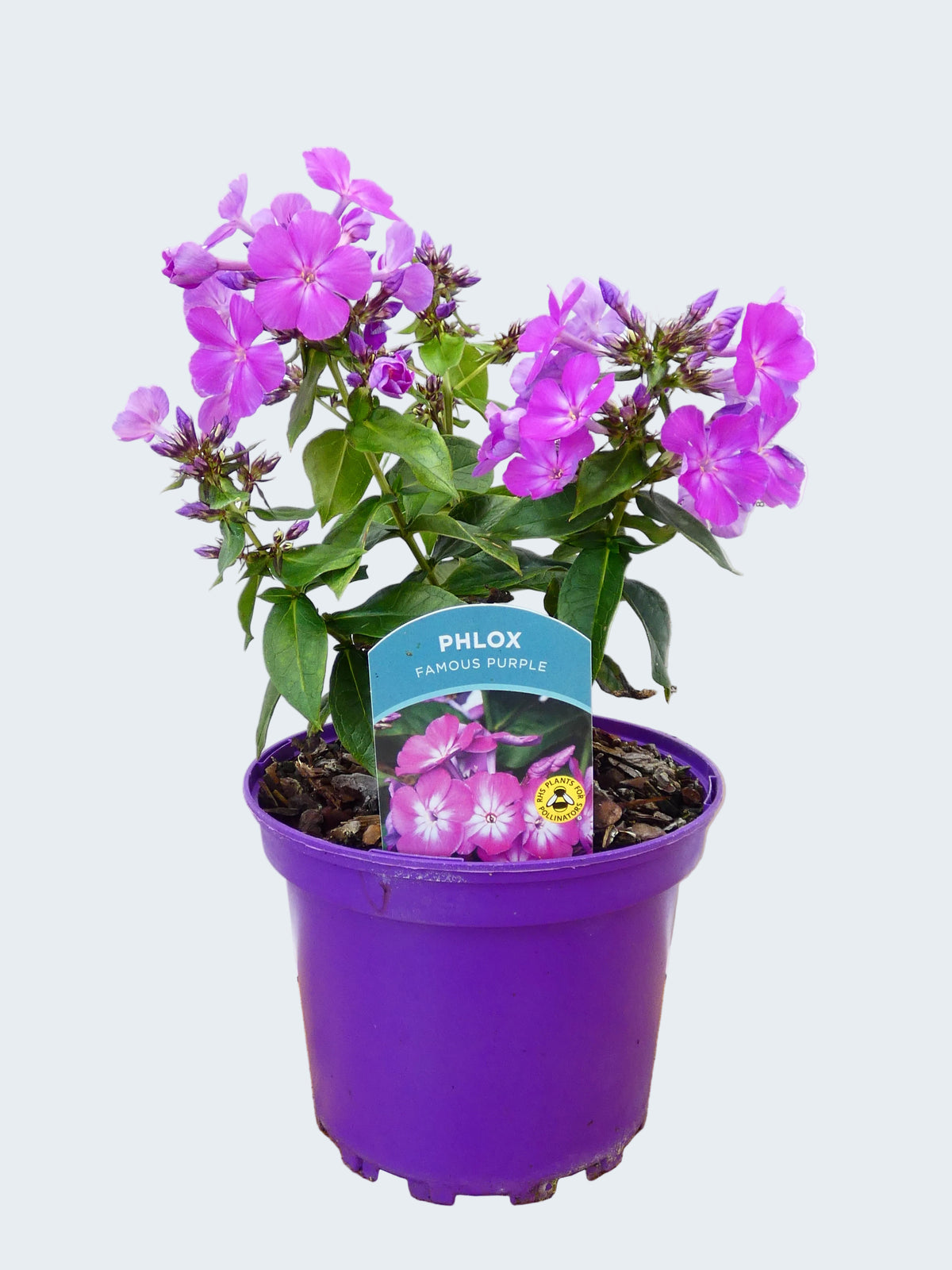 Phlox 'Famous Purple' (2ltr)