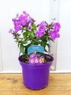 Phlox 'Famous Purple' (2ltr)