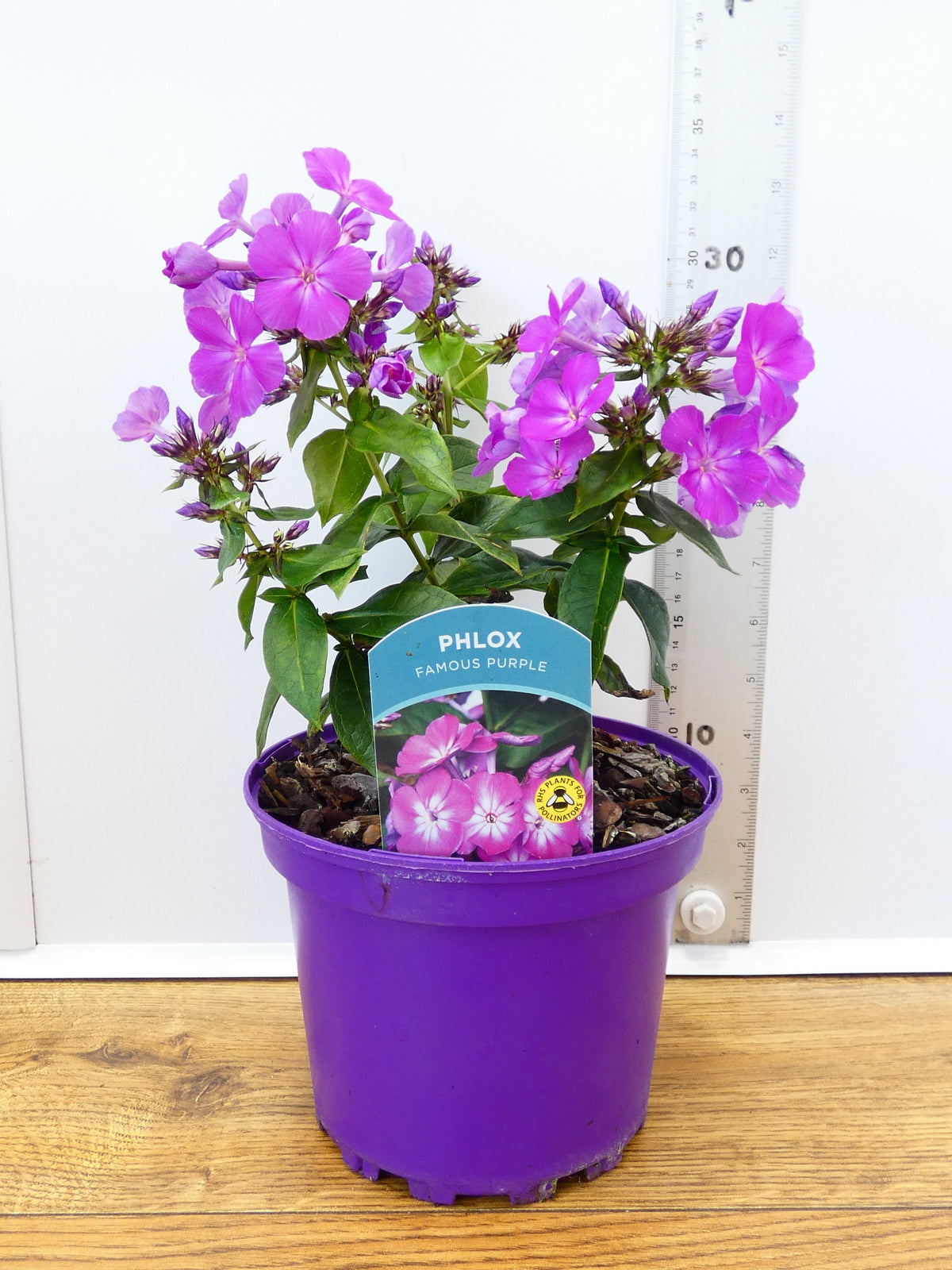 Phlox 'Famous Purple' (2ltr)