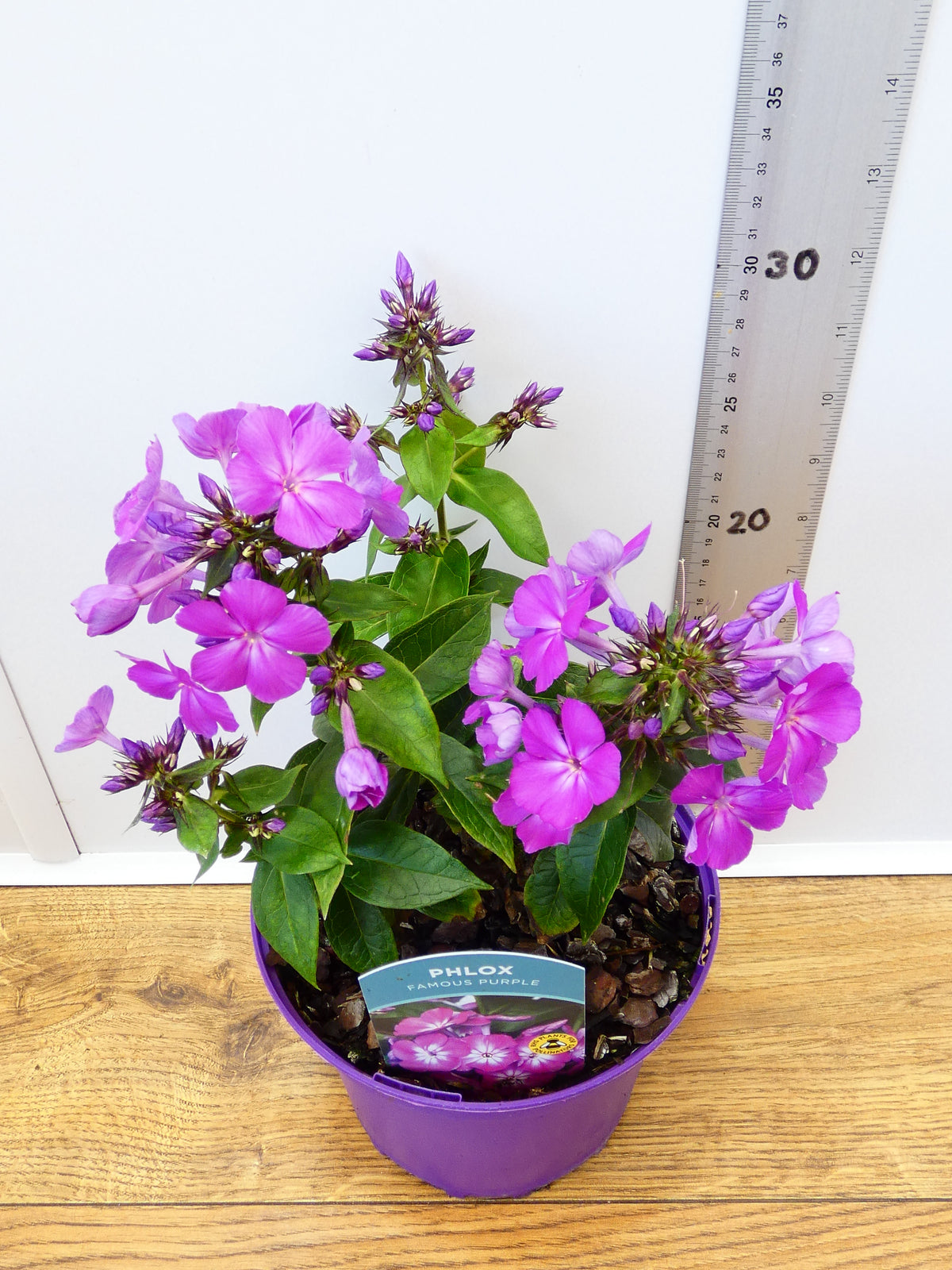 Phlox 'Famous Purple' (2ltr)