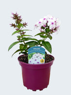 Phlox 'Famous White With Eye' (2ltr)
