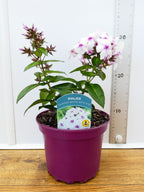 Phlox 'Famous White With Eye' (2ltr)