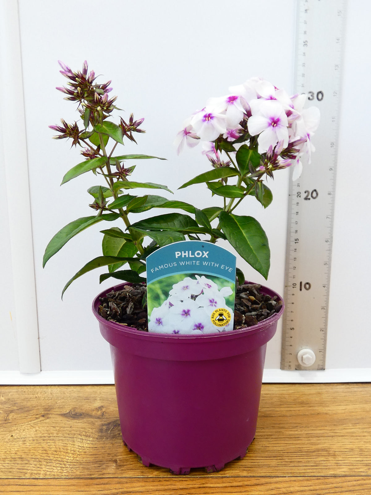 Phlox 'Famous White With Eye' (2ltr)