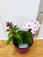 Phlox 'Famous White With Eye' (2ltr)
