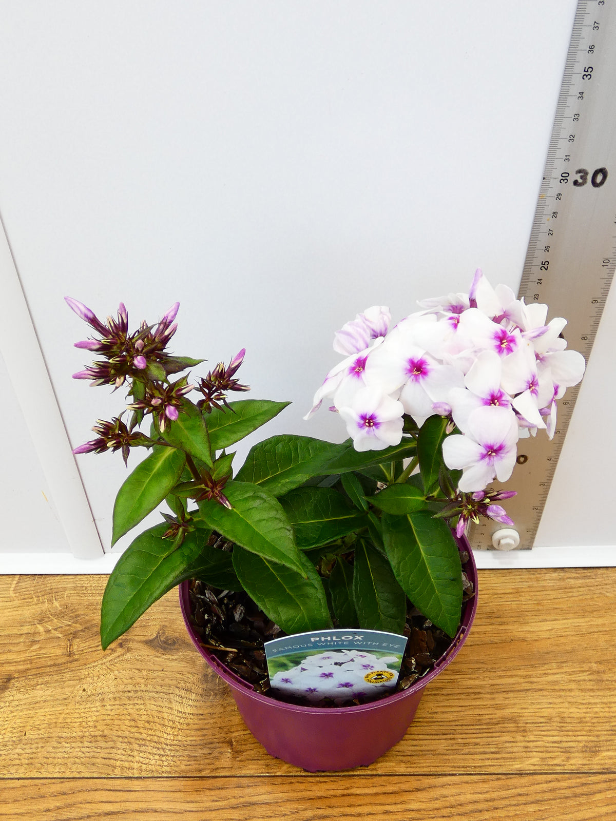 Phlox 'Famous White With Eye' (2ltr)