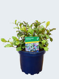 Ceratostigma 'Autumn Blue' (2ltr)