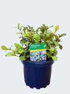 Ceratostigma 'Autumn Blue' (2ltr)