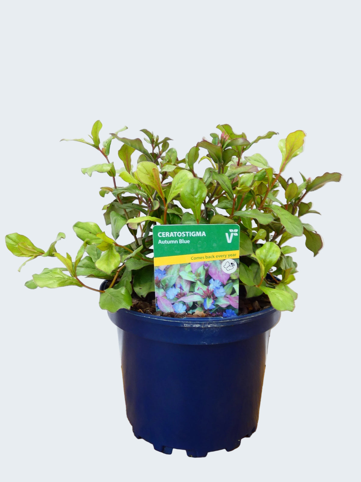 Ceratostigma 'Autumn Blue' (2ltr)